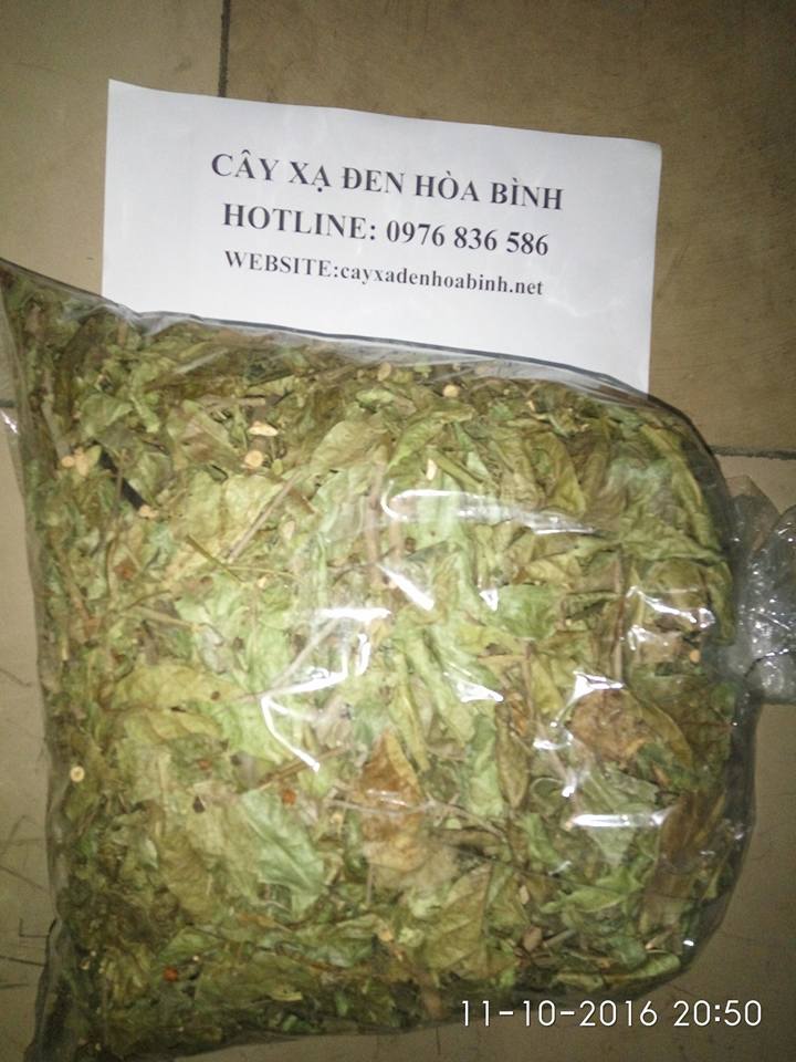 Cây xạ đen hỗ trợ chữa bệnh ung thư đại tràng Cây xạ đen hỗ trợ chữa bệnh ung thư đại tràng