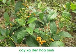 cây xạ đen hỗ trợ chữa xơ gan viêm gan cây xạ đen hỗ trợ chữa xơ gan viêm gan