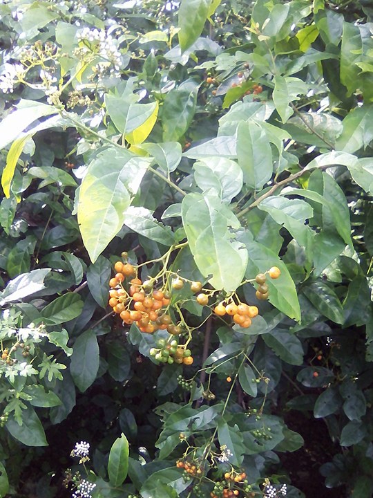 Mua bán cây xạ đen tại Thanh Hóa