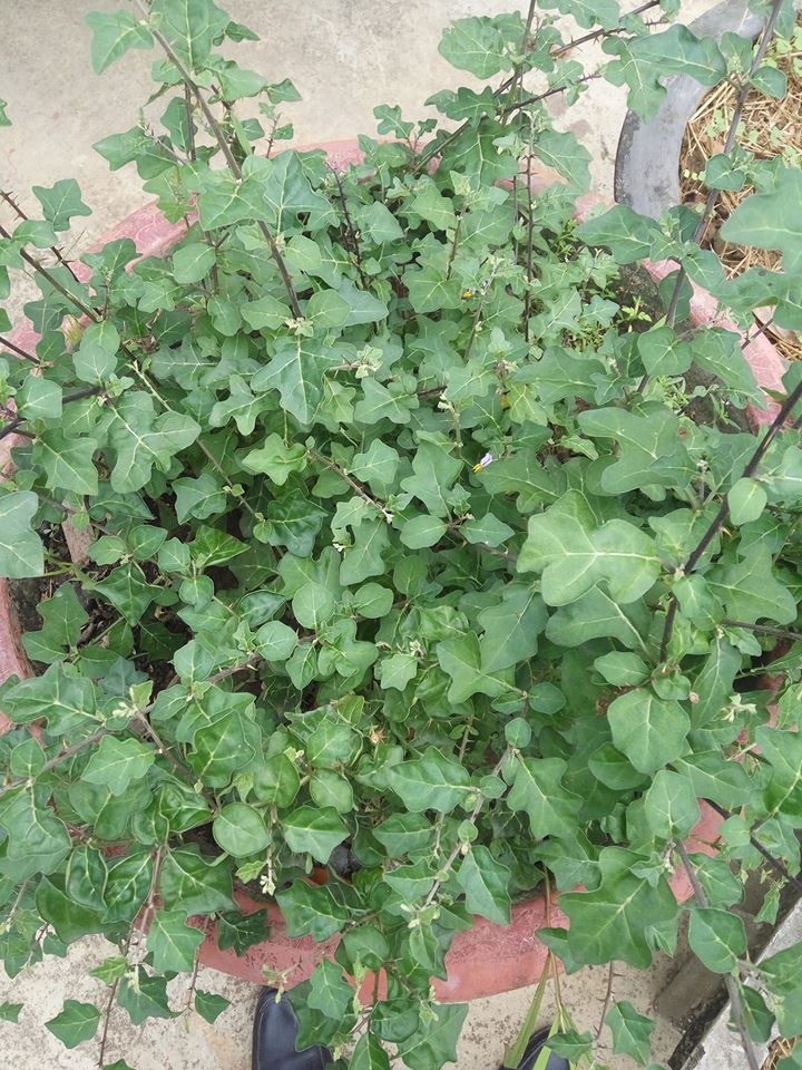 Cà gai leo hỗ trợ chữa men gan cao