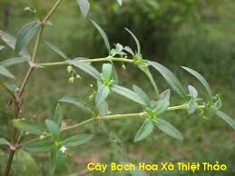 Cây bạch hoa xà thiệt thảo Cây bạch hoa xà thiệt thảo
