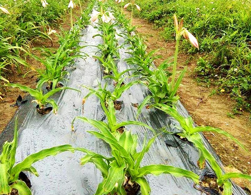 Cây trinh nữ hoàng cung ở Việt Nam