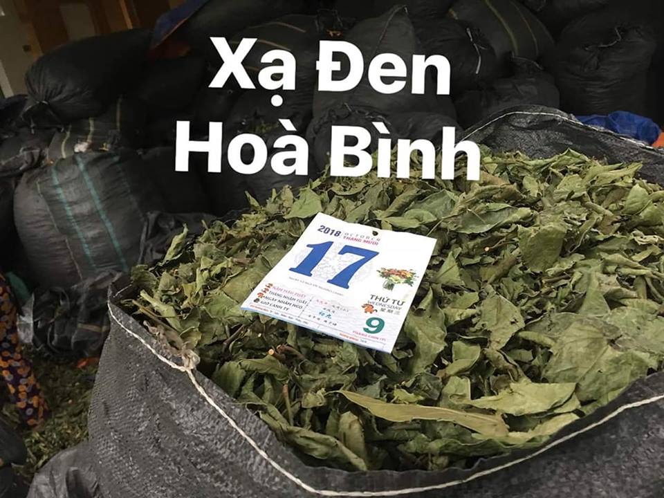 Cây xạ đen hỗ trợ điều trị ung thư trực tràng được không?