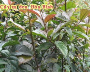 Cây xạ đen là cây cây gì? Cây xạ đen là cây cây gì?