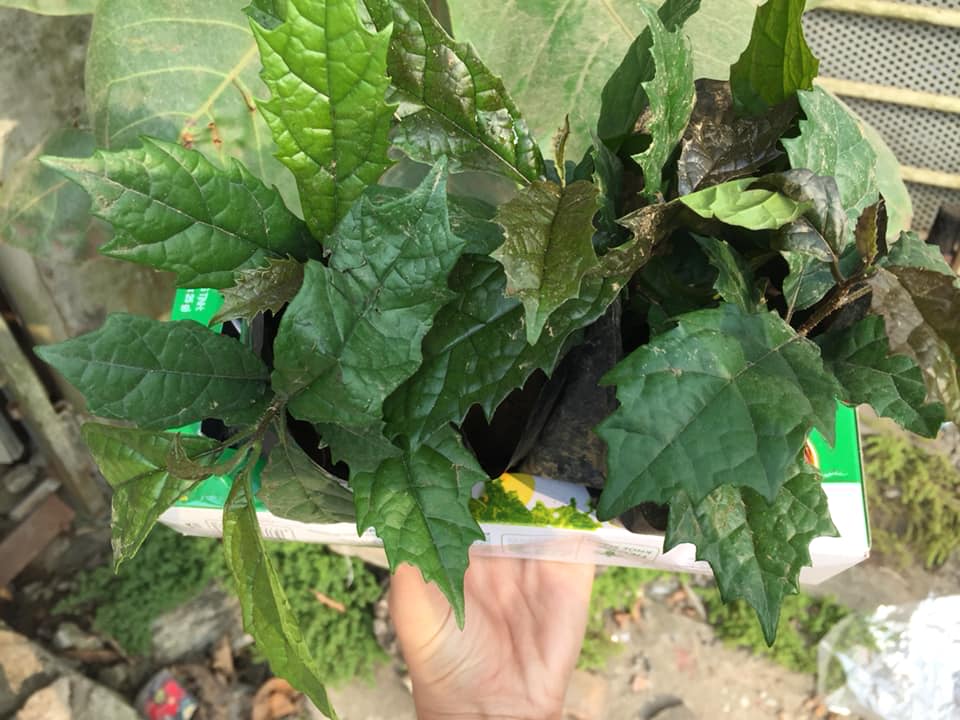 Cây xạ đen là cây gì?