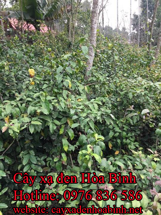 Địa chỉ mua bán cây xạ đen chuẩn tại Quảng Nam