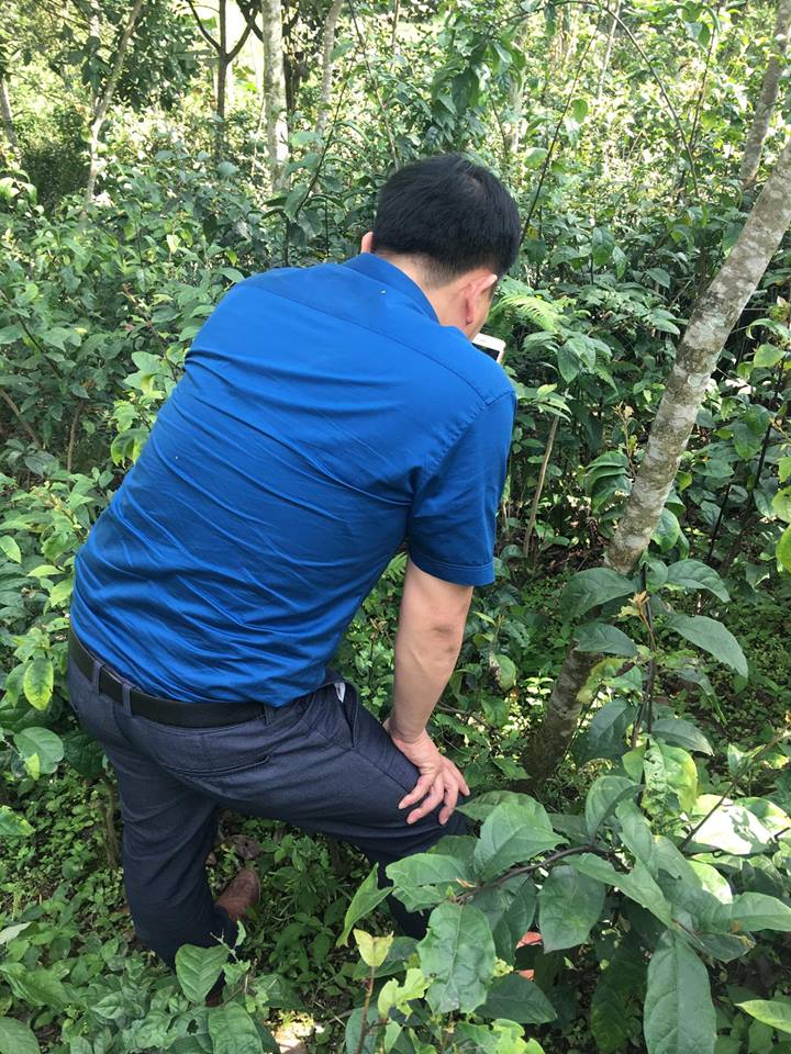 Mua bán cây xạ đen tại An Giang cách bảo quản cây xạ đen