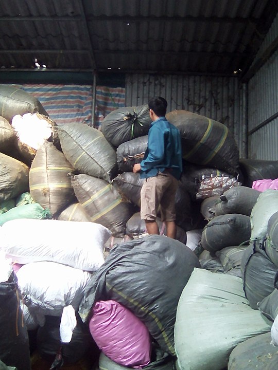 Mua bán cây xạ đen tại Bình Định xạ đen kết hợp nấm lim xanh