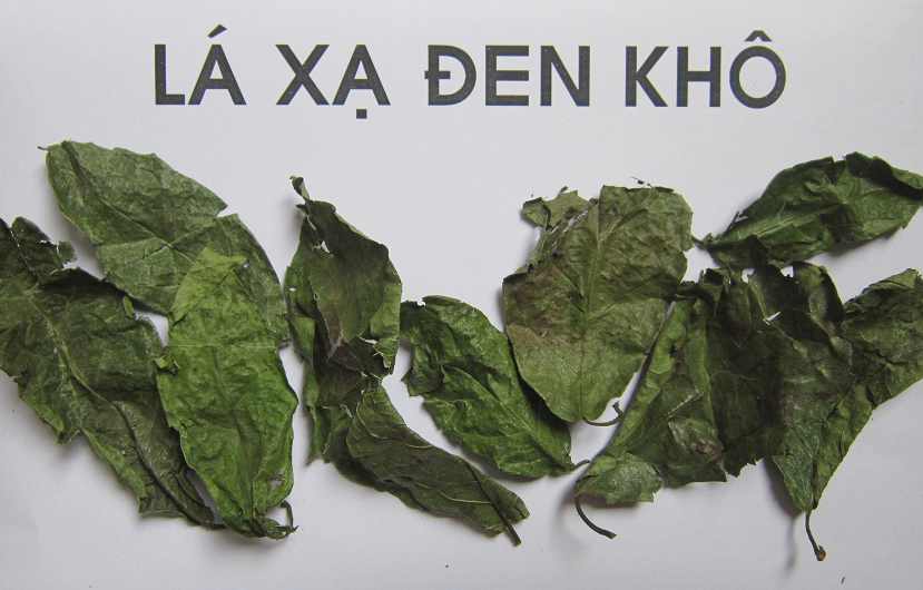 Mua bán cây xạ đen tại Cà Mau hỗ trợ điều trị lửa ngứa