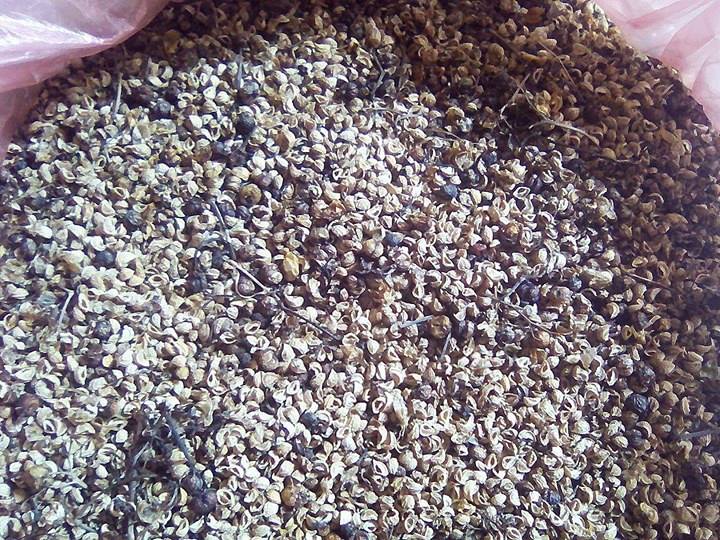 địa chỉ mua bán cây xạ đen tại Long An 