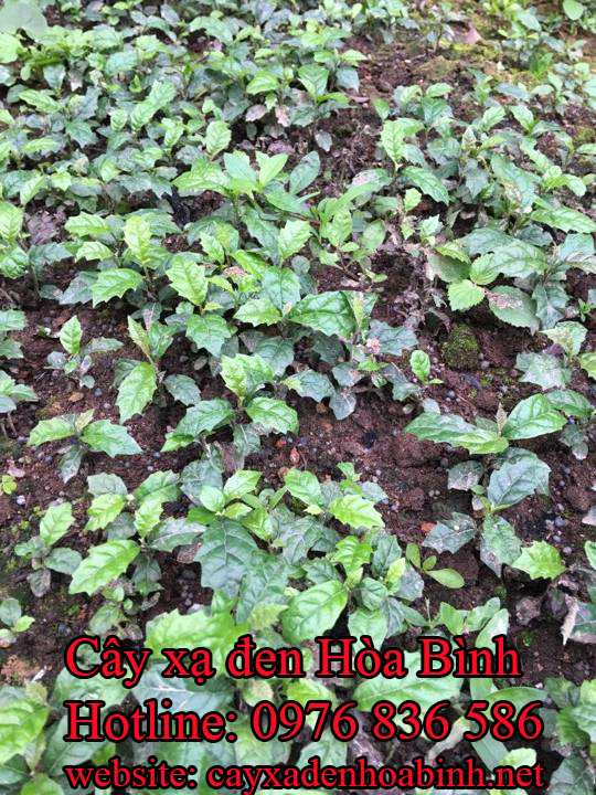 Địa chỉ mua bán cây xạ đen tại Quảng Bình 