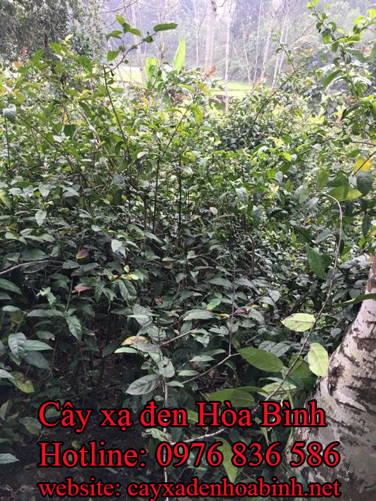 địa chỉ mua bán cây xạ đen tại quảng ninh