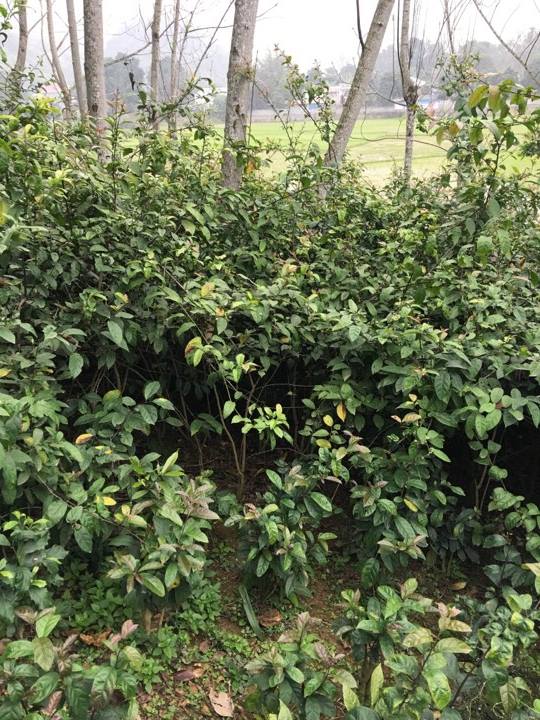 Địa chỉ mua bán cây xạ đen tại Tây Ninh