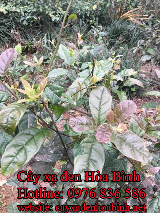 Địa chỉ mua bán cây xạ đen tại Tiền Giang
