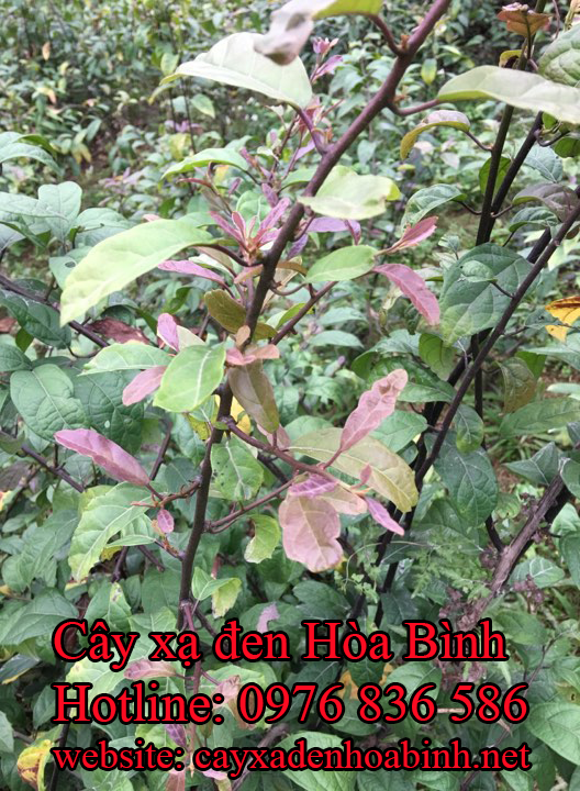 Địa chỉ mua bán cây xạ đen tại Yên Bái