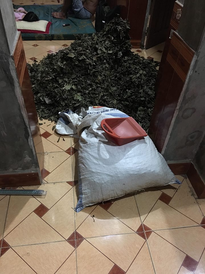 Giảm gan nhiễm mỡ nhờ kiên trì dùng xạ đen kết hợp với cà gai leo