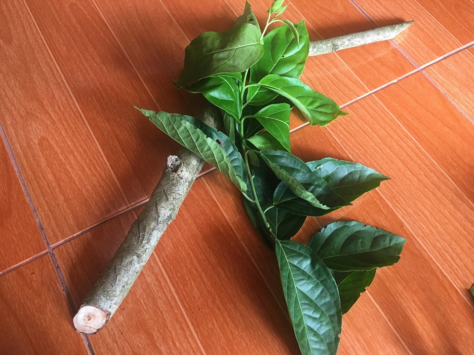 Hình ảnh thực tế cây xạ đen giả