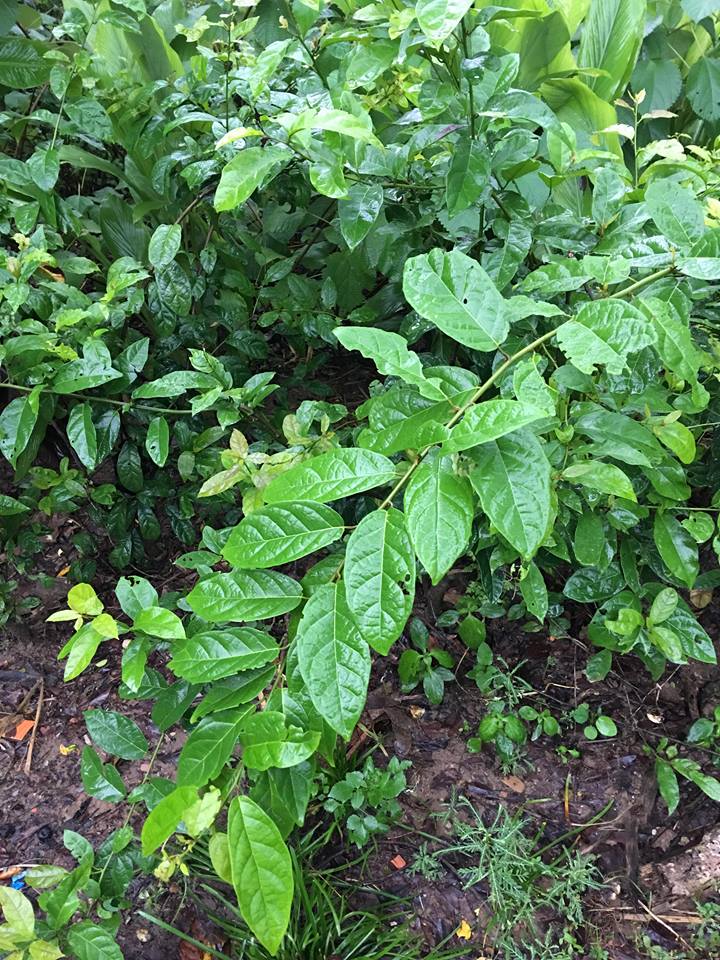 Hoa của cây xạ đen có tác dụng gì không? Hoa của cây xạ đen có tác dụng gì không?