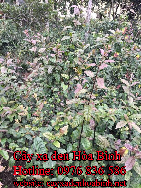 Mua bán cây xạ đen giá rẻ tại tuyên quang