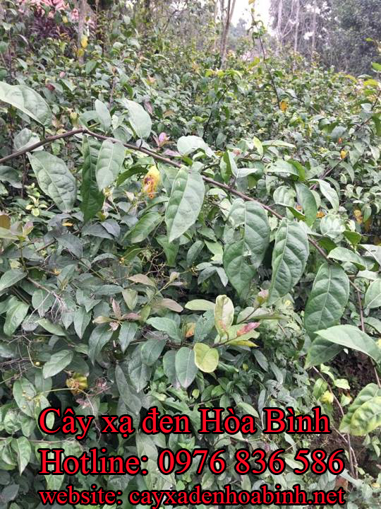 Mua bán cây xạ đen tại Lạng Sơn