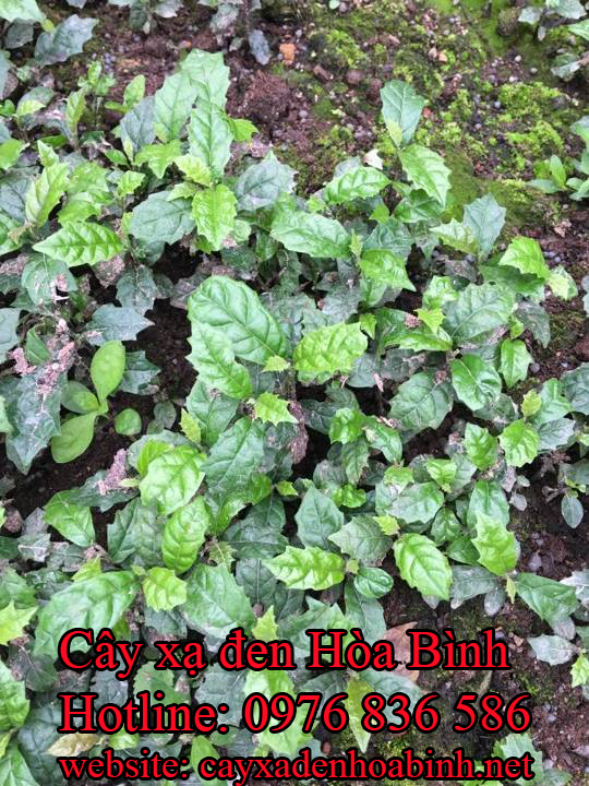 Mua bán cây xạ đen tại Vĩnh Long