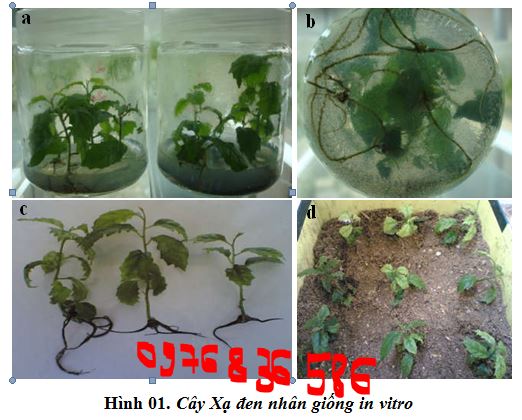nhân giống cây xạ đen bằng phương pháp nuôi cấy mô