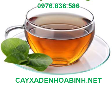Uống nước cây xạ đen có bị vô sinh không 