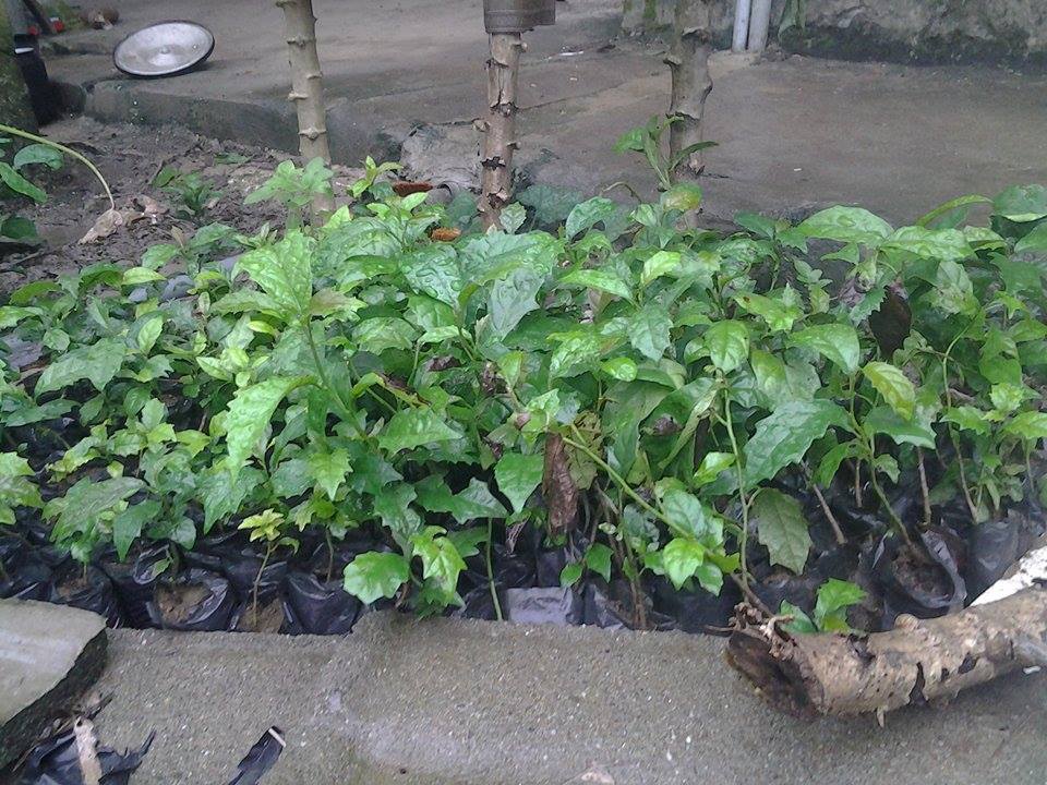 hướng dẫn trồng cây xạ đen hướng dẫn trồng cây xạ đen