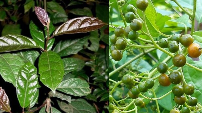 Những tác hại khi uống xạ đen