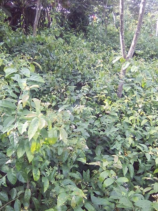 Tại sao nên mua cây xạ đen tại Phú Yên