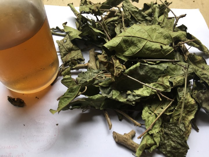 Ung thư phổi giai đoạn cuối dùng cao xạ đen hay lá xạ đen tốt