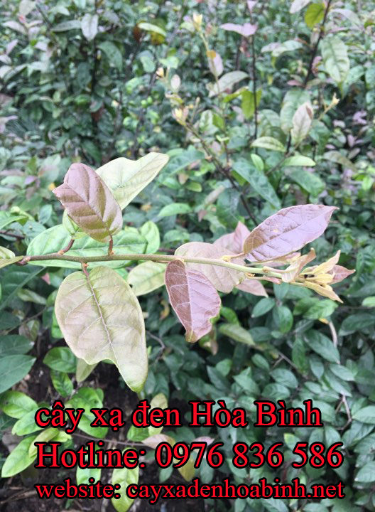 Uống cây xạ đen có giảm được cân không?
