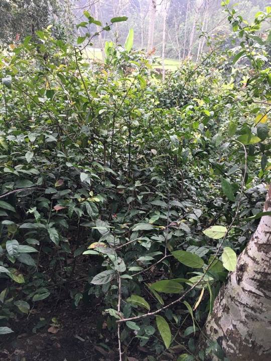 Uống cây xạ đen nhiều quanh năm có tốt không