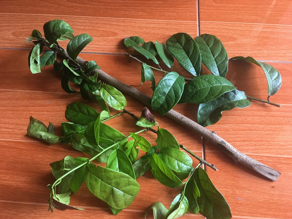 Uống lá xạ đen có tốt hơn thân xạ đen không? 