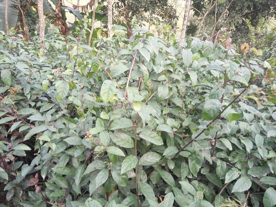 Uống xạ đen có bị sưng chân và tiểu buốt không
