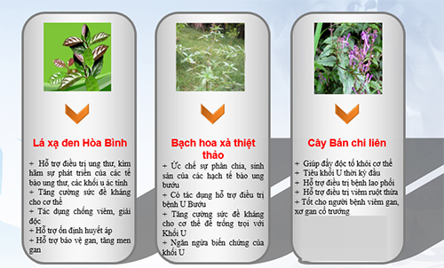 Kết hợp xạ đen, bán chi liên và bạch hoa xà thiệt thảo