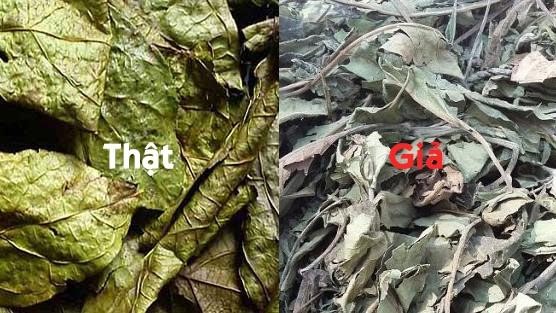 Xạ đen giả tràn lan trên thị trường hãy cân nhắc trước khi mua