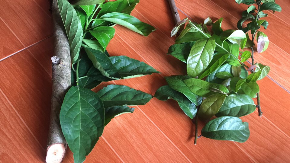 Xạ đen giả và thật