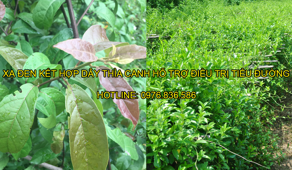 Kết hợp xạ đen với thìa canh hỗ trợ chữa tiểu đường