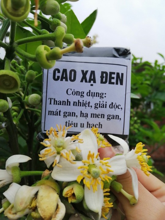 Ung thư dạ dày giai đoạn cuối dùng cao xạ đen có được không?