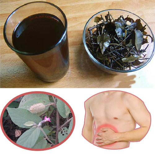 Uống cây an xoa có tác dụng phụ gì không Uống cây an xoa có tác dụng phụ gì không