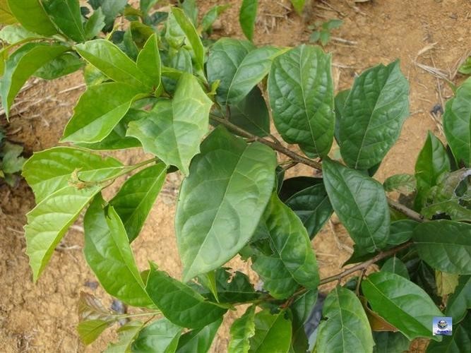 Uống cây lá xạ đen tươi có được không 