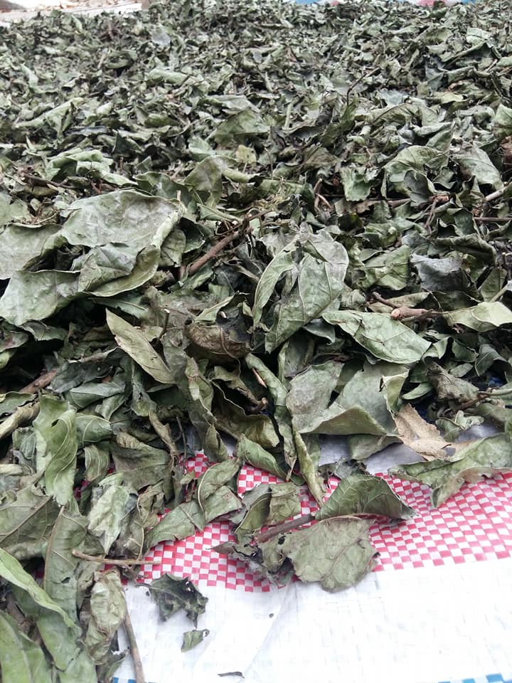 Uống cây xạ đen bị chóng mặt buồn nôn, trong người khó chịu Uống cây xạ đen bị chóng mặt buồn nôn, trong người khó chịu