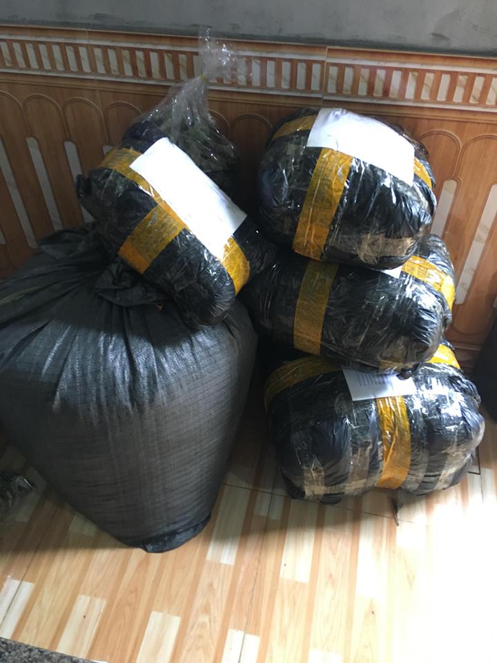 Vận chuyển và thanh toán cây an xoa Vận chuyển và thanh toán cây an xoa