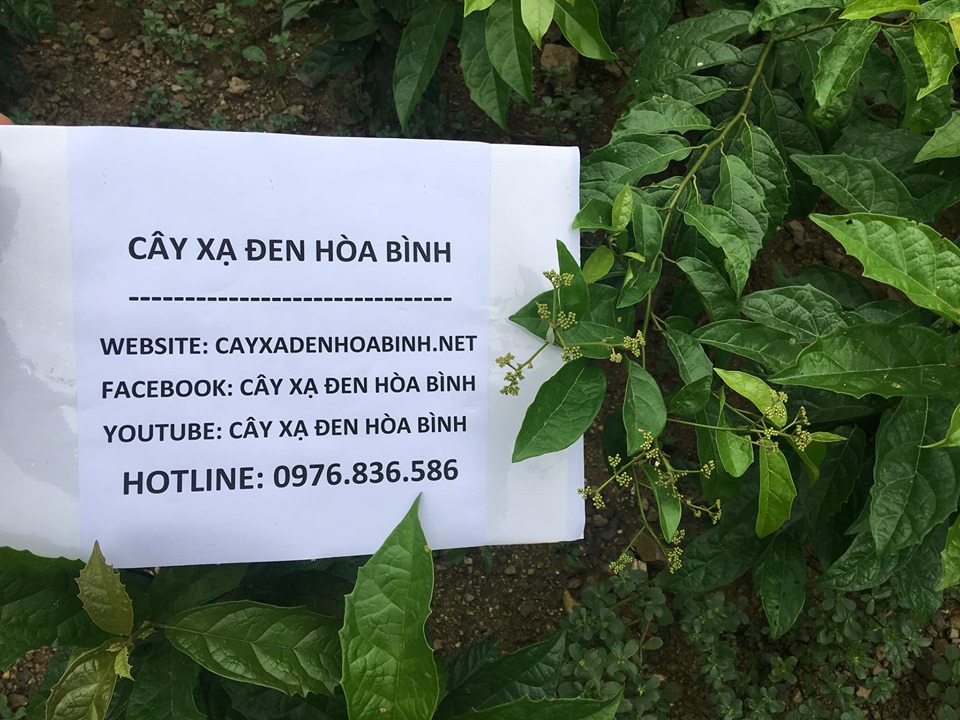 Kết hợp xạ đen và cây ké đầu ngựa