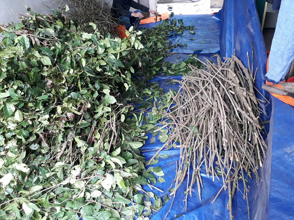 Xạ đen kết hợp giảo cổ lam hỗ trợ chữa bệnh gì? view 1